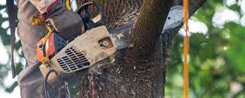 Best Tree Trimming and Pruning  in Grapeland, TX