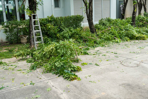 Grapeland, TX  Tree Services Company