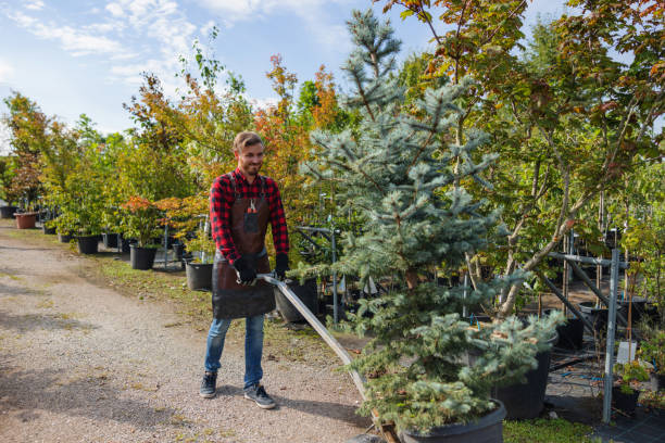 Why Choose Our Tree Removal Services in Grapeland, TX?